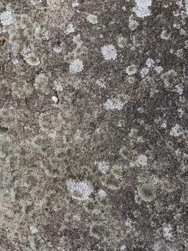 Rough stone surface from close with  moss texture Stock Photos