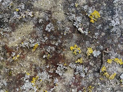 Rough stone surface from close with  moss texture Stock Photos