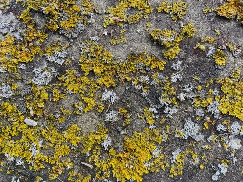 Rough stone surface from close with  moss texture Stockfoto's