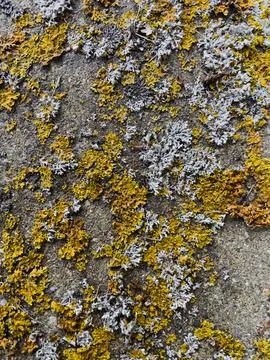 Rough stone surface from close with  moss texture Stock Photos
