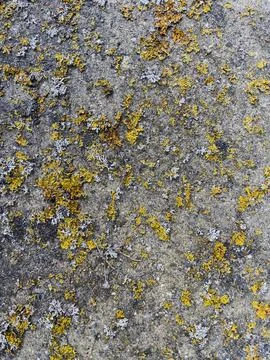 Rough stone surface from close with  moss texture Stock Photos