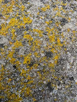 Rough stone surface from close with  moss texture Stockfoto's