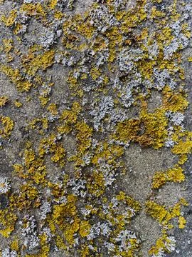 Rough stone surface from close with  moss texture Stock Photos