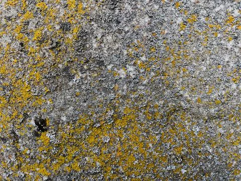 Rough stone surface from close with  moss texture Stock Photos