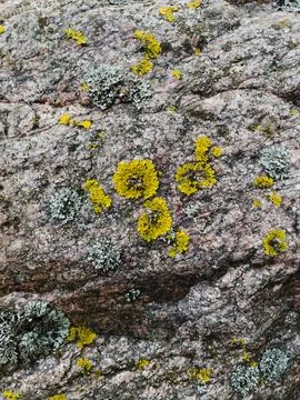 Rough stone surface from close with  moss texture Stock Photos