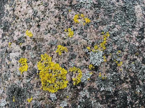 Rough stone surface from close with  moss texture Stock Photos