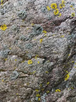 Rough stone surface from close with  moss texture Stock Photos