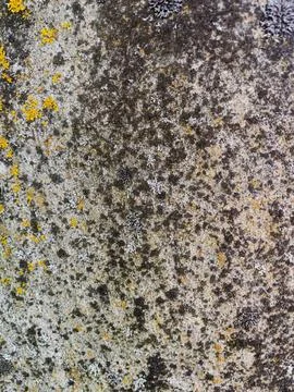 Rough stone surface from close with  moss texture Stock Photos