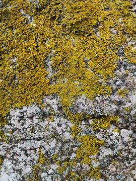 Rough stone surface from close with  moss texture Stock Photos