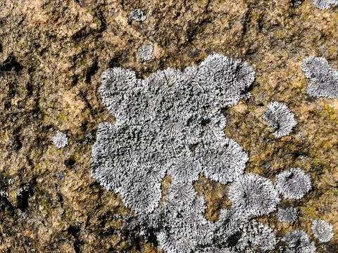 Rough stone surface from close with  moss texture Stock Photos