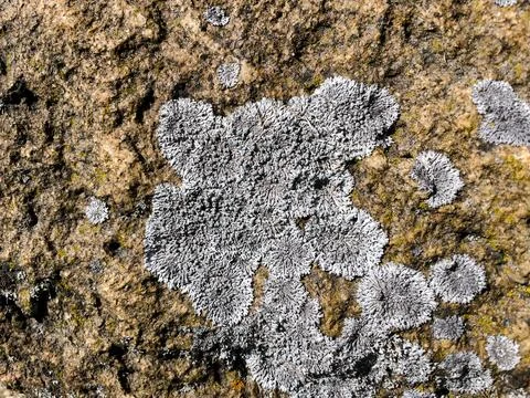 Rough stone surface from close with  moss texture Stock Photos