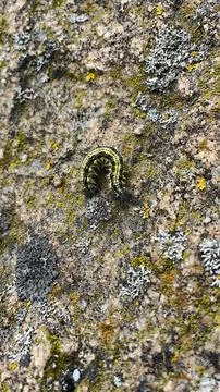 Rough stone surface from close with  moss texture Stock Photos
