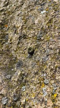 Rough stone surface from close with  moss texture Stock Photos