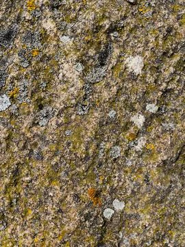 Rough stone surface from close with  moss texture Stock Photos