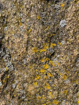 Rough stone surface from close with  moss texture Stock Photos