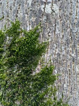 Rough stone surface from close with  moss texture Stock Photos
