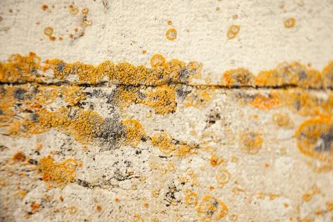 Rough stone surface covered in yellow and orange lichen. The detailed organic Foto stock
