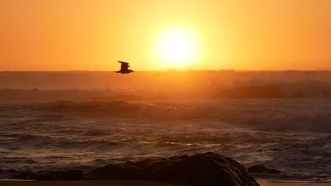 Rough, stormy sea at sunset with two silhouetted birds flying in front of sun Stock Footage 103186775