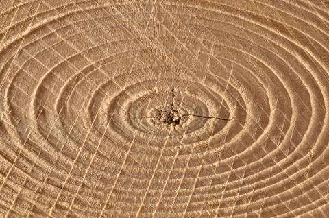 Rough structure of a diagonal cut of a pine branch. Fotos de archivo