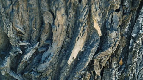 Rough surface of an old tree bark Видео 94314031
