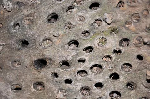 Rough Surface of the palm tree interior. Foto stock