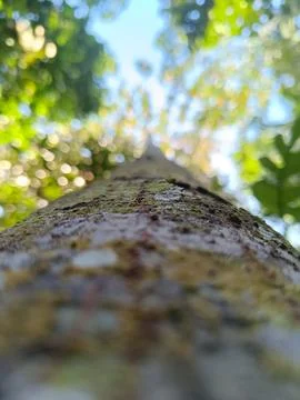 The rough surface texture of the bark of a tree trunk. Low angle photo. Stock Photos