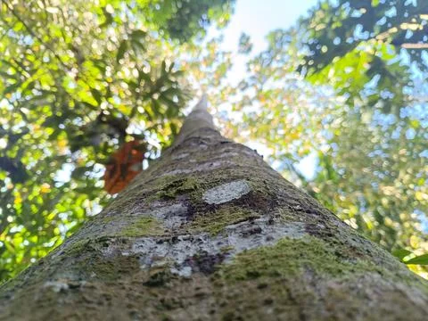 The rough surface texture of the bark of a tree trunk. Low angle photo. Stock Photos