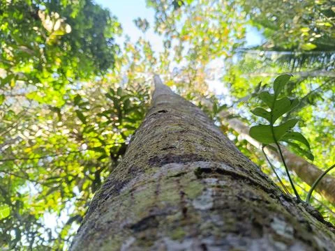 The rough surface texture of the bark of a tree trunk. Low angle photo. Fotos de archivo