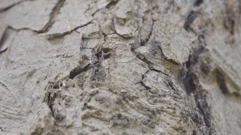 Rough surface of a tree bark Stock Footage 87135955