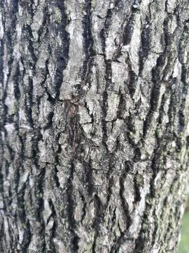 Rough surface of tree trunk Stock Photos