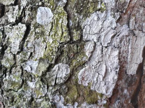 Rough surface of tree trunk photographed in close up angle Stock Photos