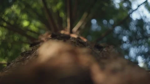 Rough texture of ancient redwood bark, abstract shallow focus upward view Vídeo Stock 310173523