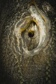 The rough texture and intricate patterns of tree bark, revealing a hollow a.. Stock Photos