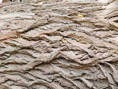 Rough texture of the bark of the old tree in the natural environment Stock Photos