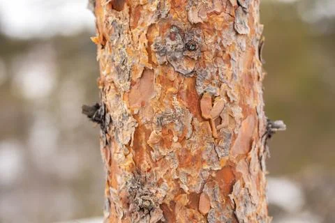 Rough texture of bark of a pine tree Stock Photos