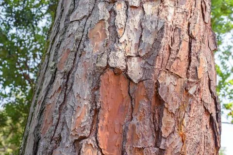 Rough texture of bark of a pine tree Stock Photos
