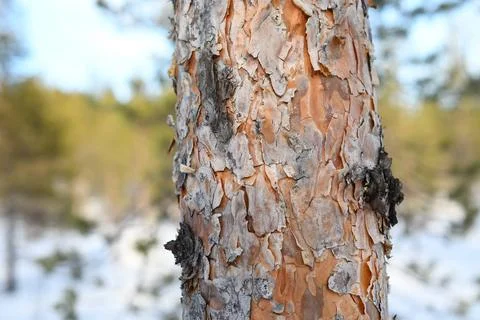 Rough texture of bark of a pine tree Rough texture of bark of a pine tree ... Stock Photos