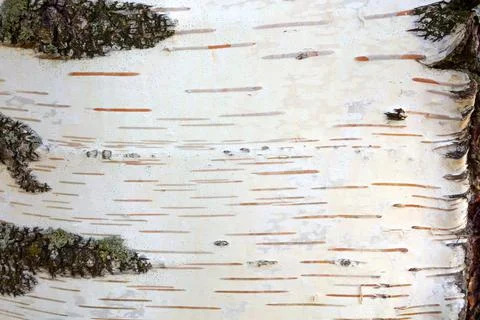 Rough texture of birch tree, nackground of birch bark Stock Photos