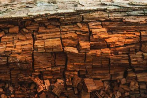 Rough texture of decayed rotting oak tree wood stump Stock Photos