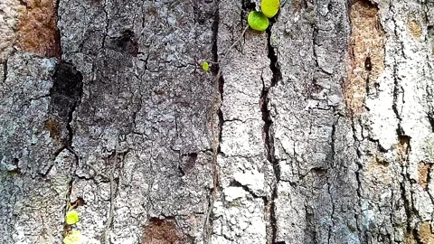 The rough texture of the durian tree skin Stock Footage 332315122
