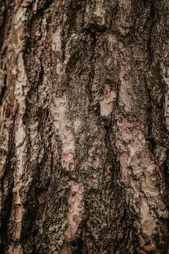 Rough texture of huge powerful pine trunk Stock Photos