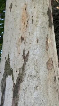Rough texture of light colored tree bark with peeling patches 写真素材