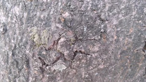 Rough Texture of a Mango Tree Bark Surface Stock Footage 344861394