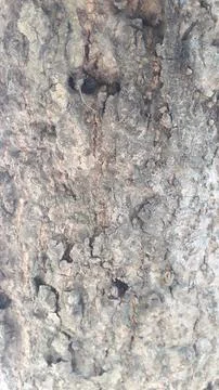 The rough texture of the mango tree bark Стоковые фото