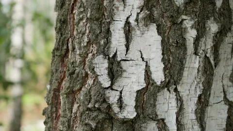 Rough texture of mature birch bark with deep grooves on an old tree trunk. Stock Footage 339364168