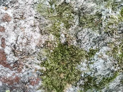 Rough texture of natural large tree bark Foto stock