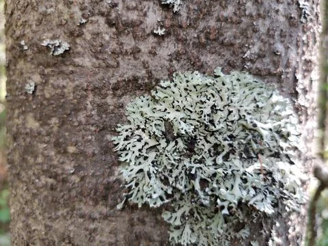 Rough texture of natural large tree bark Stock Photos