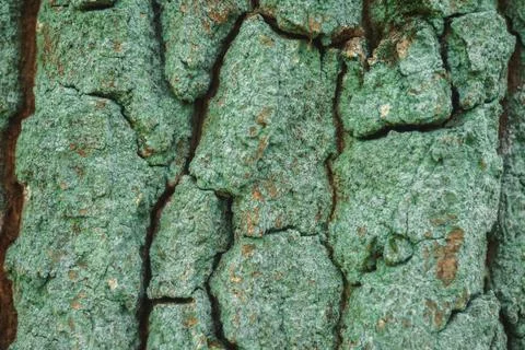 Rough texture of natural oak tree bark close up background Stock Photos
