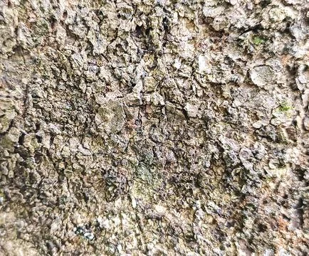 Rough Texture of Natural Tree Bark Close-up - Organic Background Stock Photos