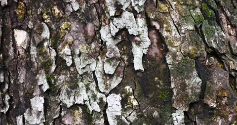 The rough texture of the old tree bark shows the intricate of nature. Stock Footage 314877360